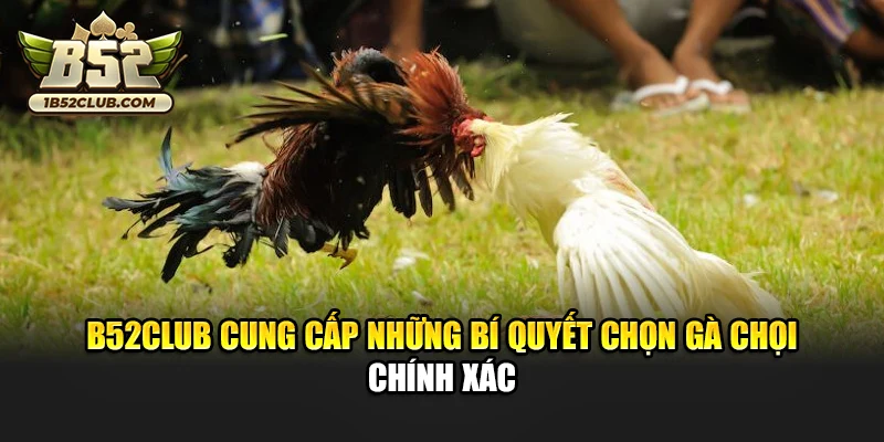 B52club cung cấp những bí quyết chọn gà chọi chính xác