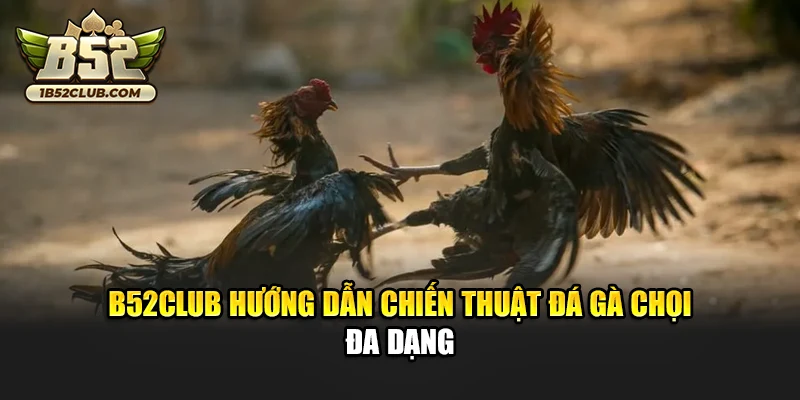 B52club hướng dẫn chiến thuật đá gà chọi đa dạng