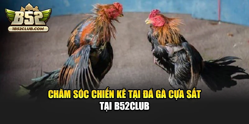 Chăm sóc chiến kê tại đá gà cựa sắt tại B52club