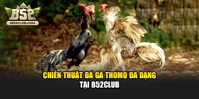 Chiến thuật đá gà thomo đa dạng tại B52club