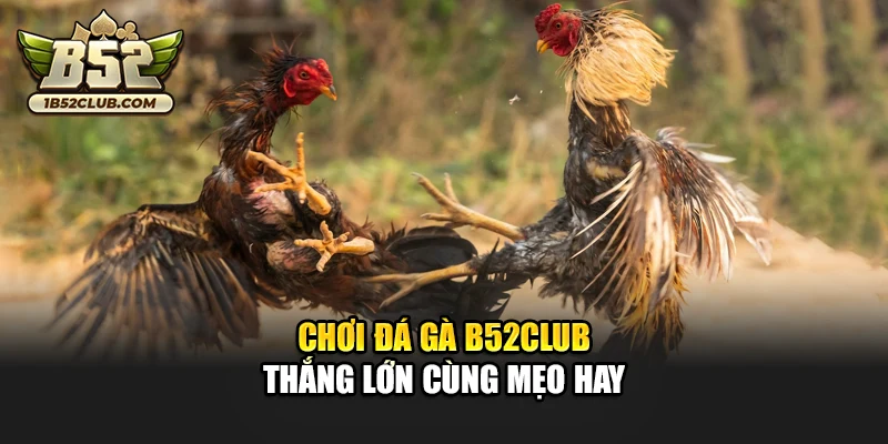 Chơi đá gà B52club thắng lớn cùng mẹo hay