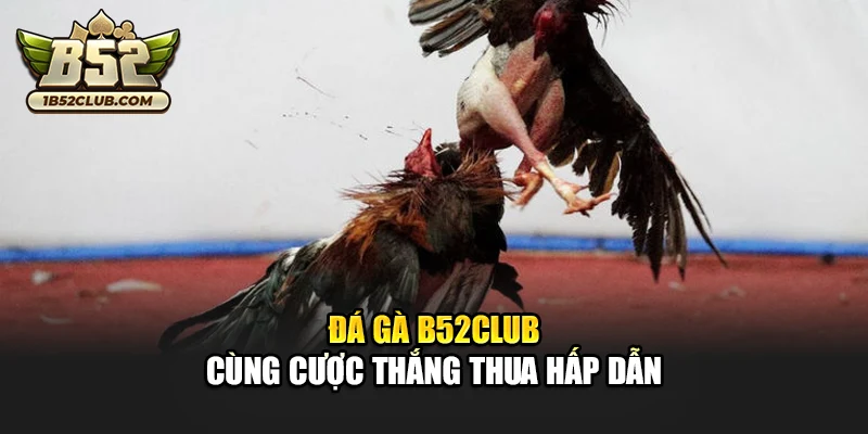Đá gà B52club cùng cược thắng thua hấp dẫn