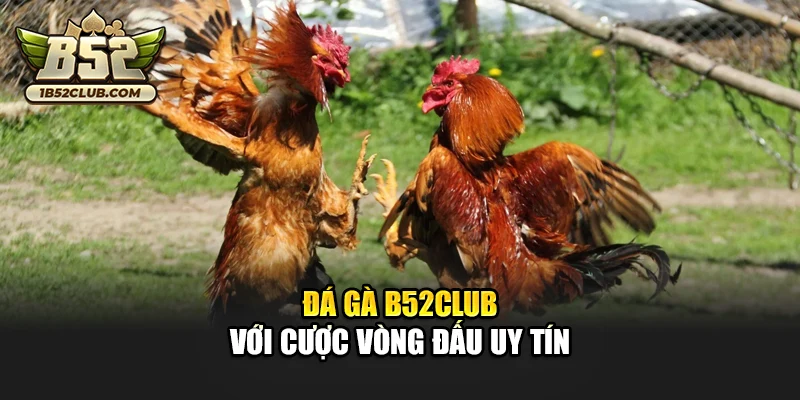 Đá gà B52club với cược vòng đấu uy tín