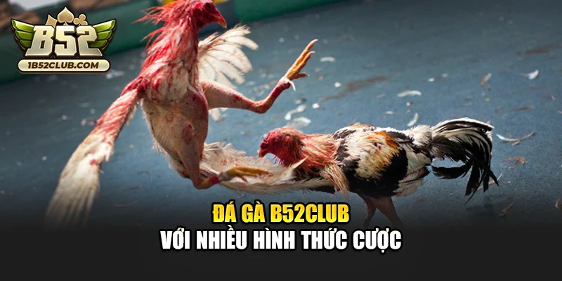 Đá gà B52club với nhiều hình thức cược