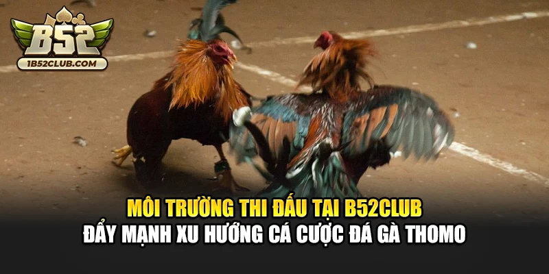 Môi trường thi đấu tại B52club đẩy mạnh xu hướng cá cược đá gà thomo
