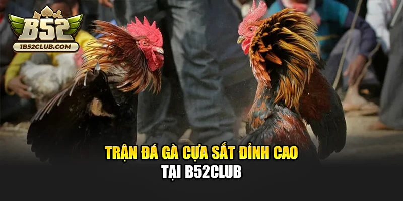 Trận đá gà cựa sắt đỉnh cao tại B52club